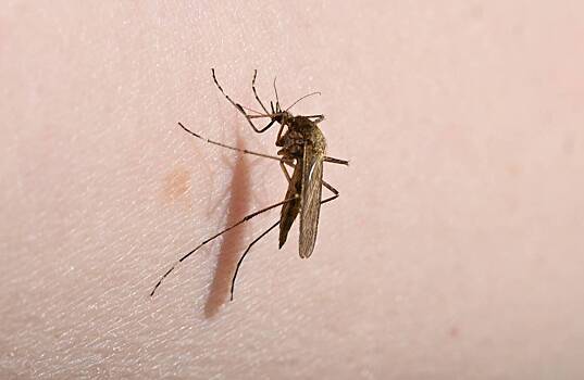 Названо условие для обязательного обращения к врачу после укуса комара