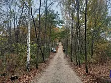 В нацпарке "Самарская Лука" 53-летняя женщина на Kia врезалась в дерево