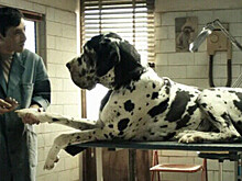 Фильм «Догмэн» Люка Бессона покажут в российских кинотеатрах 15 июня