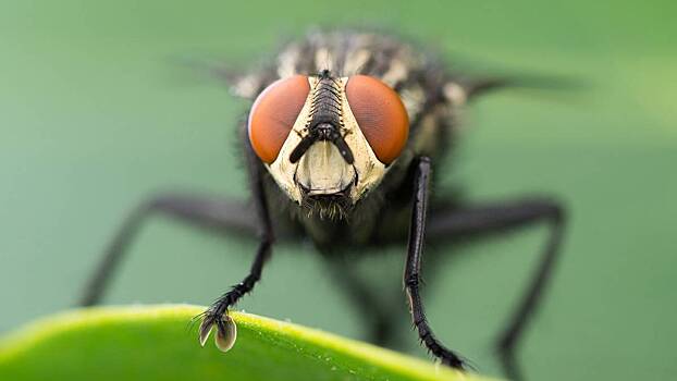 Чем опасна муха-кровососка и какие болезни переносит