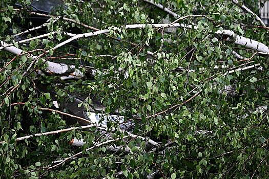 Деревья упали и придавили несколько автомобилей в Москве