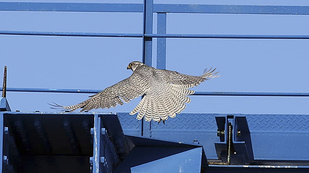 Новые гнёзда редких птиц обнаружили учёные на самой северной железной дороге в ЯНАО. ВИДЕО