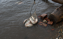 Ловить сетями разрешат только членам общества рыболовов