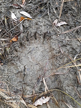 Рыбаки заметили следы медведя у деревни в Кемеровском районе