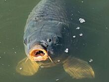 Более 50 волгоградцев заразились паразитами через рыбу