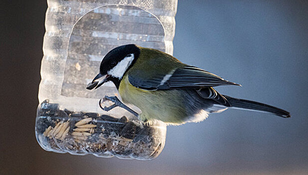 В столице пройдет акция "Покормите птиц зимой"