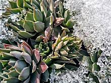 В Иркутской области выпал снег и град, повредив растения на участках