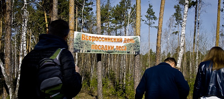 В Челябинском городском бору завершается масштабная высадка молодых сосенок