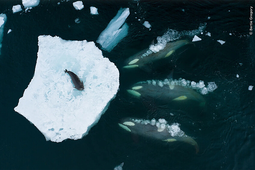 Победитель в категории «Поведение млекопитающих» «Киты поднимают волны». Антарктический полуостров, Антарктида. Стая антарктических косаток готовится «смыть волной» тюленя Уэдделла с куска морского льда в воду, чтобы они могли его съесть