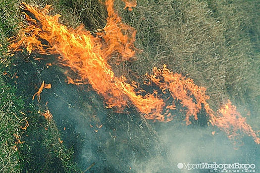Рослесхоз прогнозирует сложную ситуацию с лесными пожарами в трех регионах УРФО