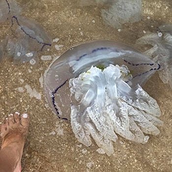 Кабаны с медузами заняли пляжи украинцев