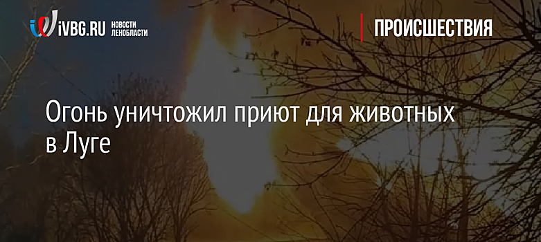 Огонь уничтожил приют для животных в Луге