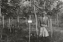 Русский ученый посадил в Киргизии 200 тысяч деревьев