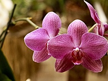 200 российских школьников примут участие в цветочном конкурсе Вологодского ботанического сада