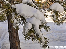 Суд вынес приговор уральцу, бросившему подругу умирать в зимнем лесу