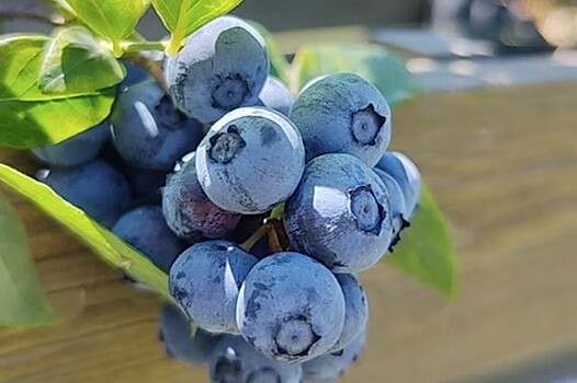 Крупнейший производитель голубики на Кубани лишился 95% урожая