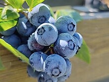 Крупнейший производитель голубики на Кубани лишился 95% урожая