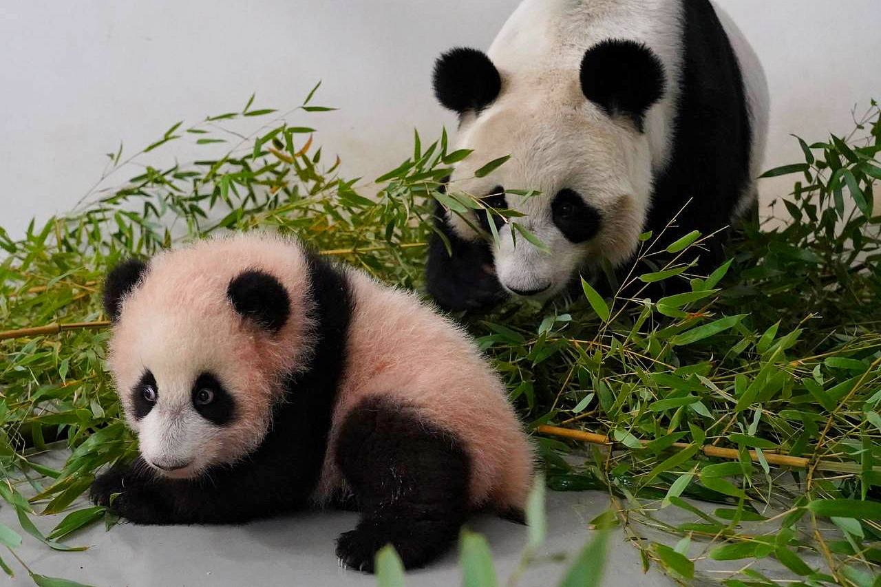 В Московском зоопарке объяснили розовый окрас родившегося там детеныша панды
