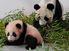 В Московском зоопарке объяснили окрас родившегося там детеныша панды