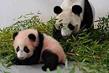 В Московском зоопарке объяснили окрас родившегося там детеныша панды