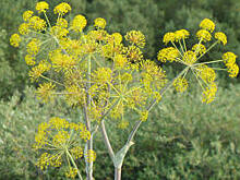 Томские ученые испытают новый препарат от атеросклероза