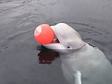 У берегов Норвегии найден мертвым "российский кит-шпион" Хвальдимир