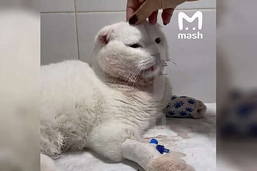 В Подмосковье женщина сбросила кота с четвертого этажа и попала на видео