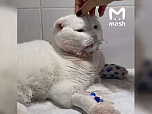 В Подмосковье женщина сбросила кота с четвертого этажа и попала на видео