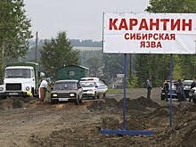 В районе Тывы ввели режим ЧС из-за заражения сибирской язвой