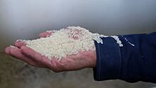 Россия может запретить экспортировать рис до конца года