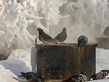 Скачок на 30 градусов: названа дата резкого потепления в конце января-2026 в Новосибирске