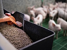 Просроченные продукты превратят в корма для животных
