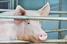 Сердце от свиньи - Свинья может стать донором сердца для человека