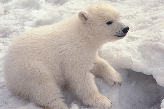 В России нашли сразу 18 родовых берлог белых медведей