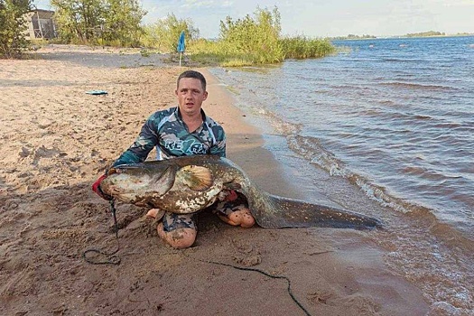 Фото: На Волге пойман сом человеческого роста