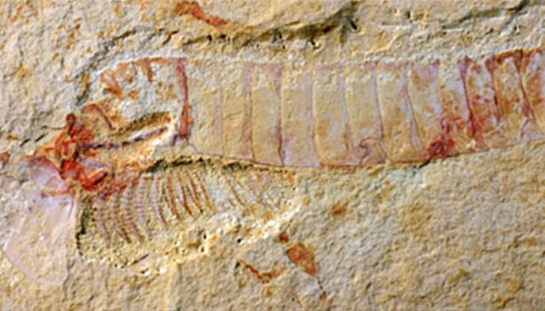Ученые нашли кератин в древнейших окаменелостях