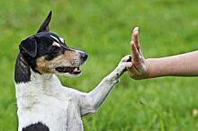 В одном из парков СВАО обучат дрессировке собак
