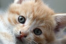 В Бутырском продолжается благотворительная программа помощи бездомным кошкам