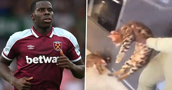 Adidas расторг контракт с Зума после инцидента с кошкой