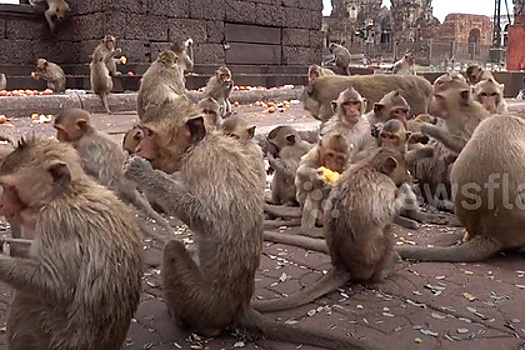 Тысячи голодных обезьян захватили город и подрались с людьми