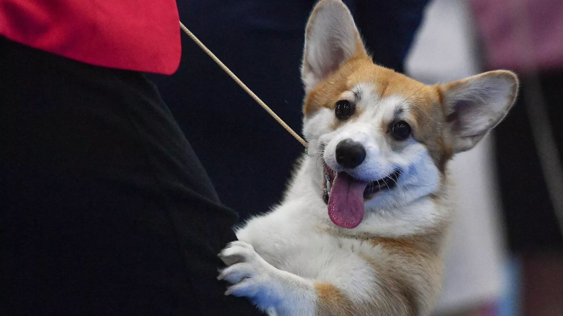 В ГД внесли законопроект об обязательном уведомлении о пропаже животных