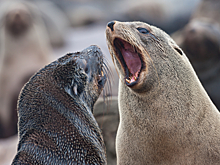 На видео попали тюлени, атаковавшие рыбзавод