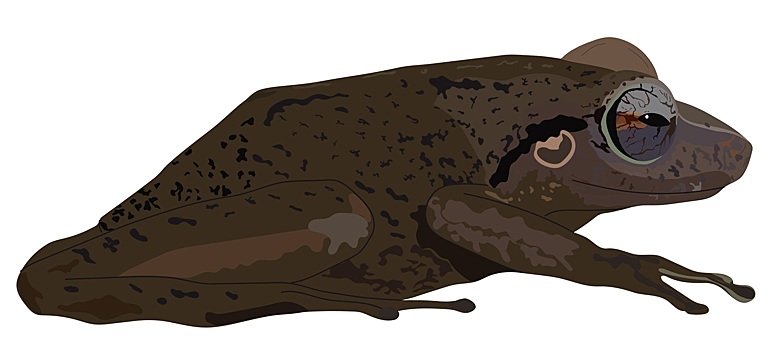 Найдена самая древняя карибская лягушка