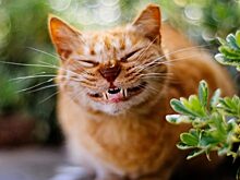 Жизнь с котом и без кота в фотографиях