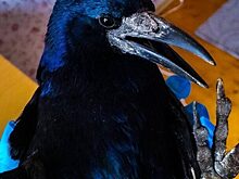 Житель Курска спас раненого ворона и приютил на время реабилитации