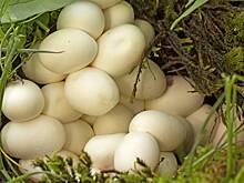 Женщина приняла змеиные яйца за грибы и поплатилась