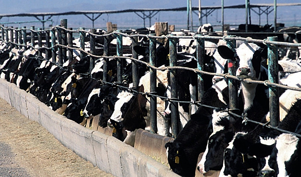 Минсельхоз изменит правила выдачи субсидий на покупку кормов для молочных хозяйств