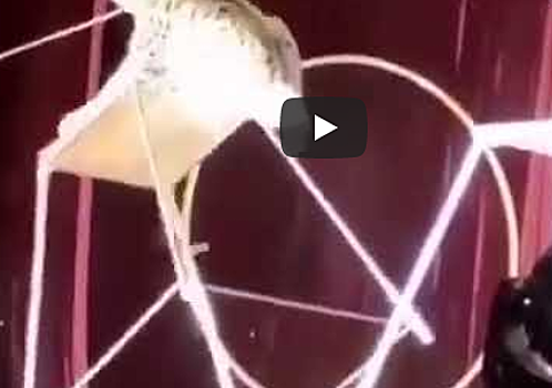 В цирке рысь напала на дрессировщика и попала на видео