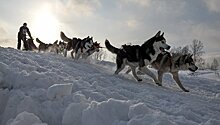 Обвиненный в жестокости владелец ездовых собак заявил, что заботится о них