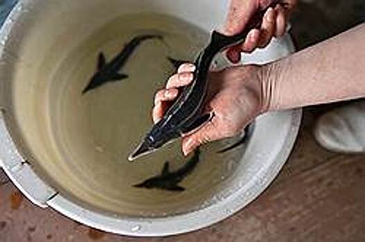 «Волга-Дон» запустит осетра